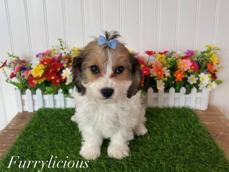 Alexis - Cavachon