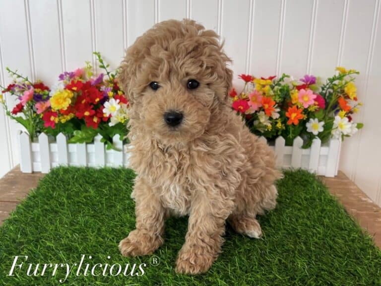 Oscar - Goldendoodle Mini