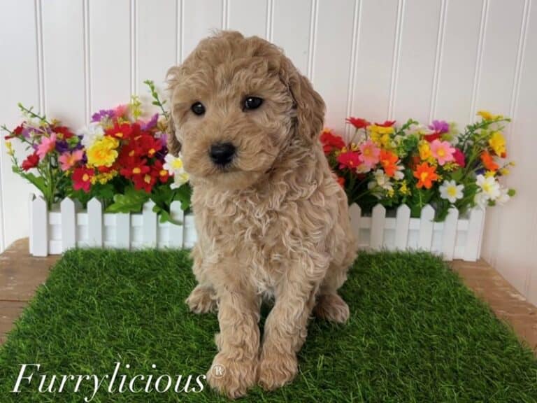 Barkley - Goldendoodle Mini