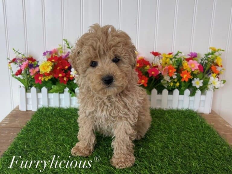 Chewy - Goldendoodle Mini