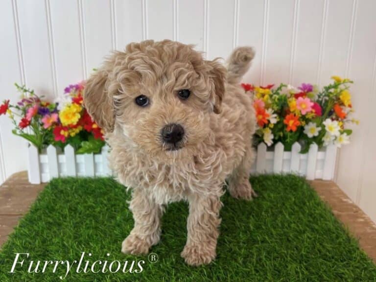 Cedric - Goldendoodle Mini