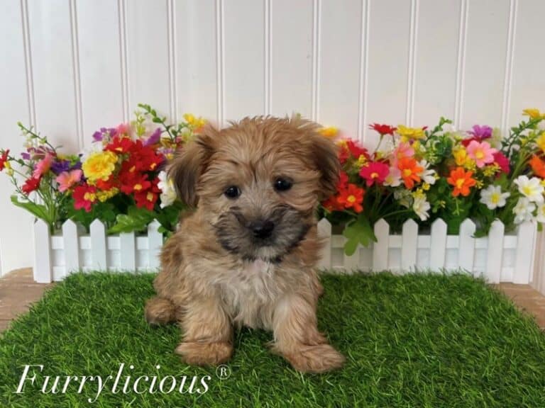 Paxton - Morkie