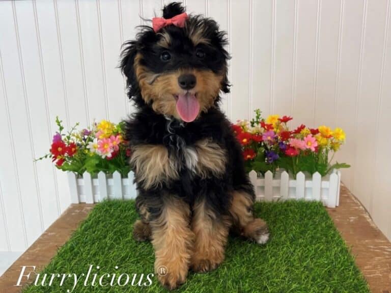 Bernedoodle 2nd Generation - Bernedoodle 2nd Generation