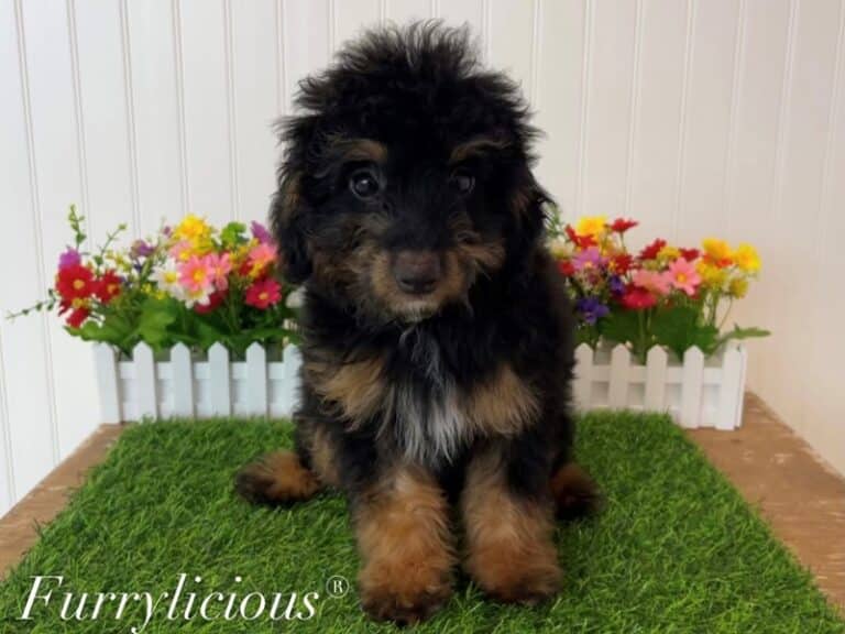 Bernedoodle 2nd Generation - Bernedoodle 2nd Generation