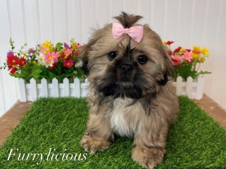 Paris - Shih Tzu