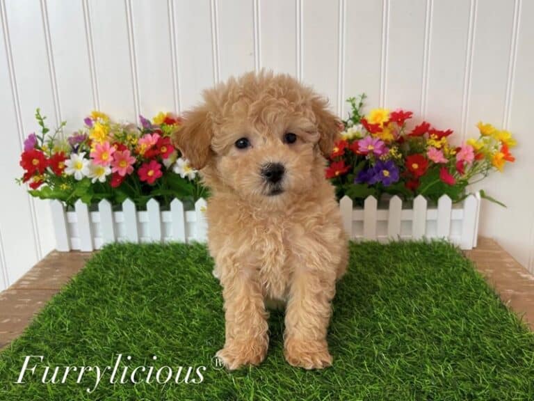 Bichapoo - Bichapoo