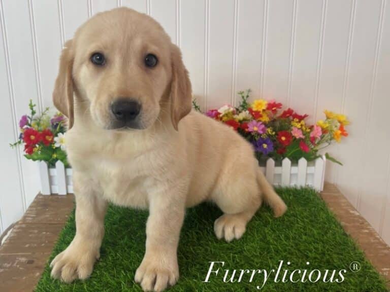 Labrador Retriever - Labrador Retriever