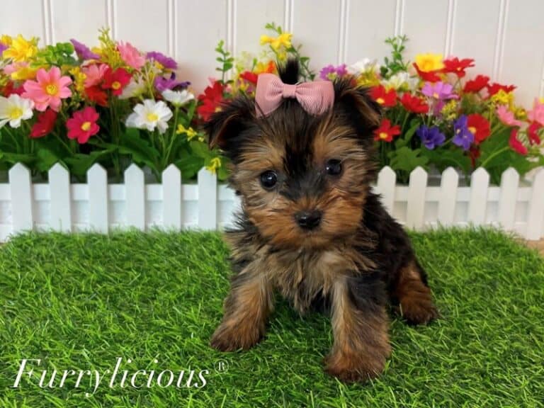 Yorkshire Terrier - Yorkshire Terrier