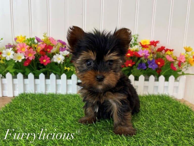 Yorkshire Terrier - Yorkshire Terrier