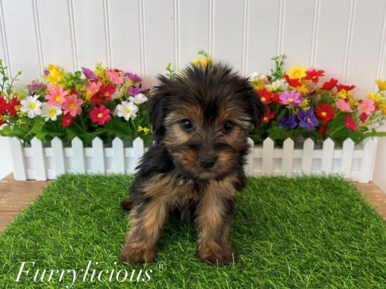 Yorkshire Terrier - Yorkshire Terrier