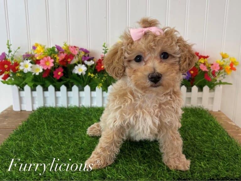 Poodle Toy - Poodle Toy