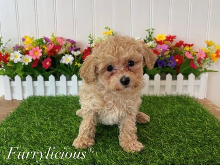 Poodle Toy - Poodle Toy