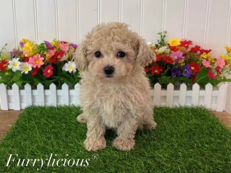 Poodle Toy - Poodle Toy