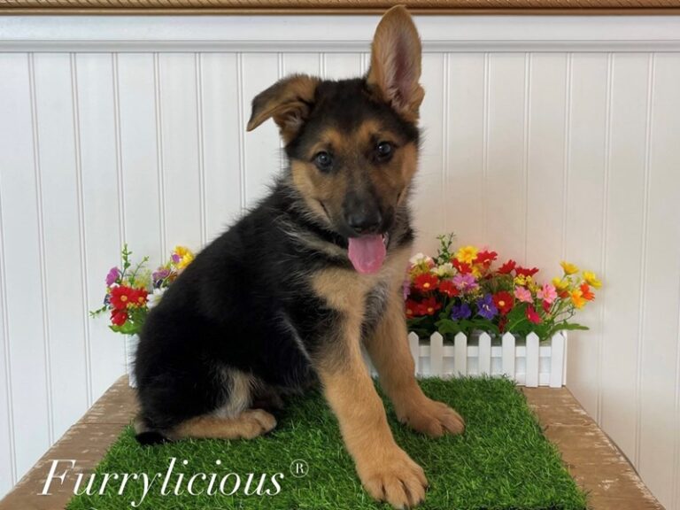 Bruno - German Shepherd