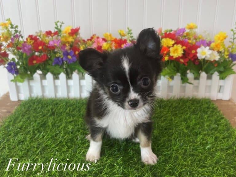 Rocco - Chihuahua