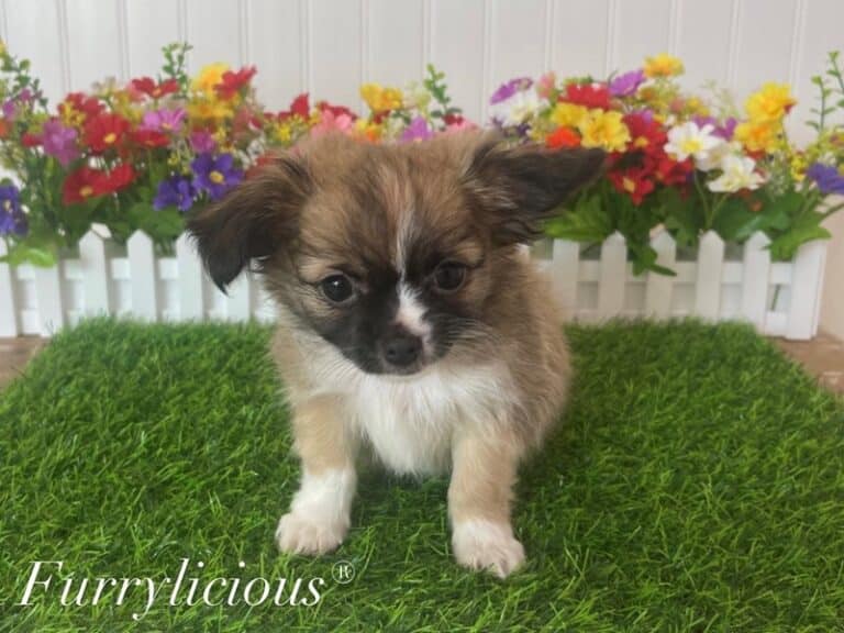 Ringo - Chihuahua