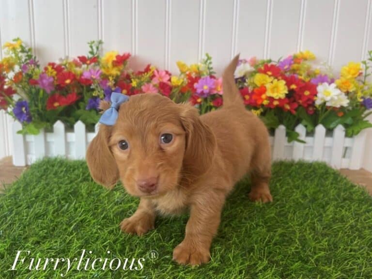 Isabella - Dachshund