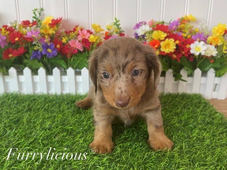 Dozer - Dachshund