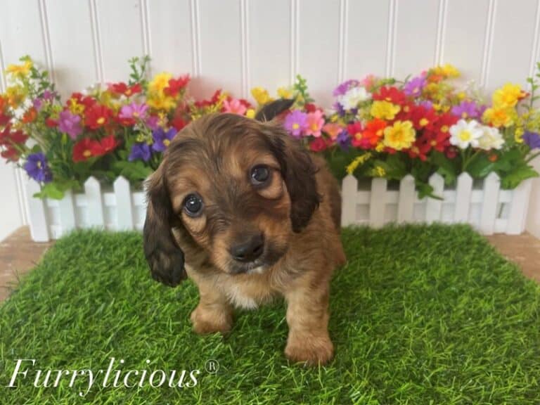 Toby - Dachshund