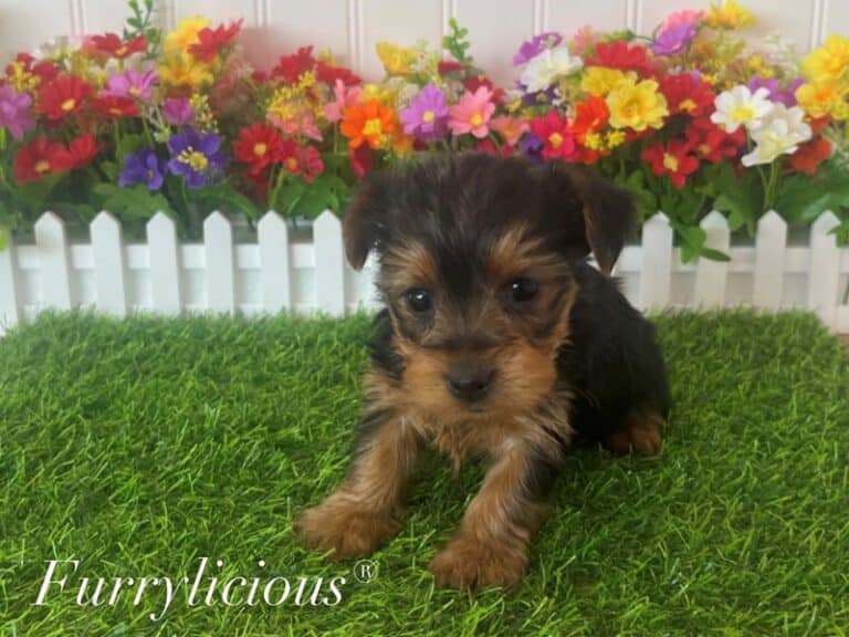 Leo - Yorkshire Terrier