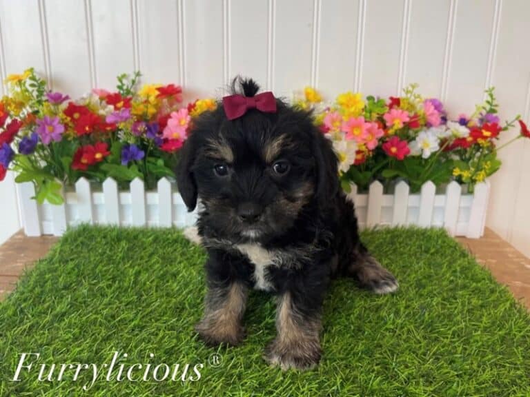 Belle - Havanese