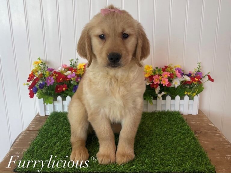 Louise - Golden Retriever