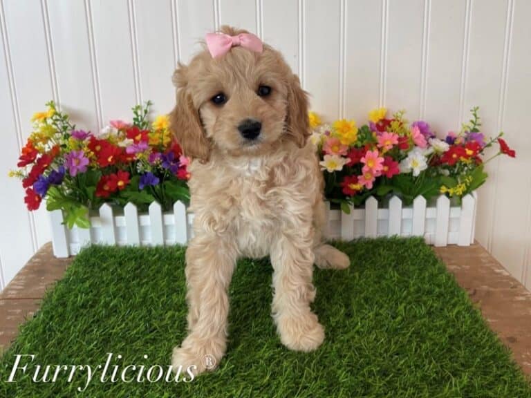 Nella - Cavapoo