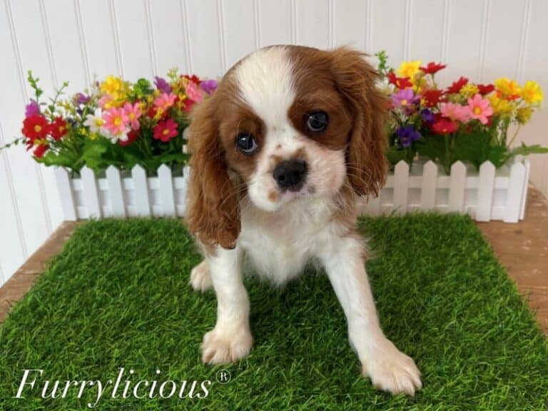 Wolfgang - Cavalier King Charles Spaniel