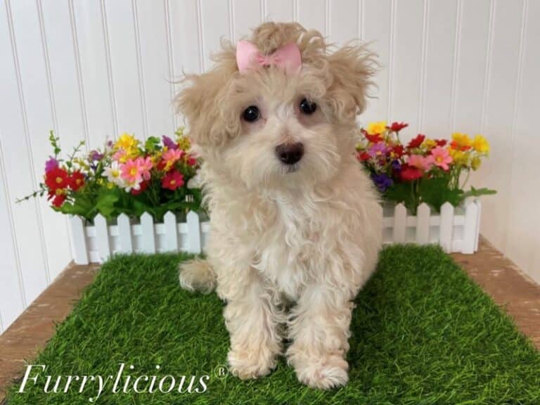 Primrose - Bichapoo