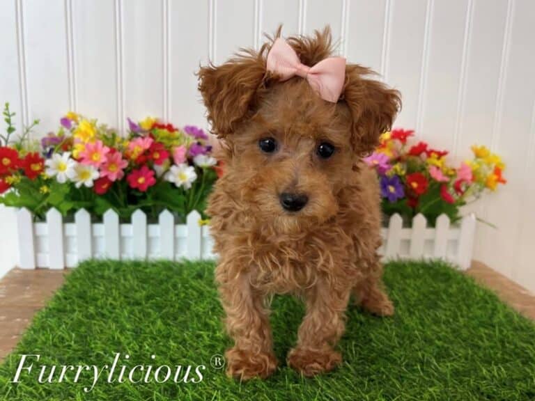 Poodle Mini - Poodle Mini
