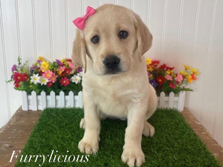 Labrador Retriever - Labrador Retriever