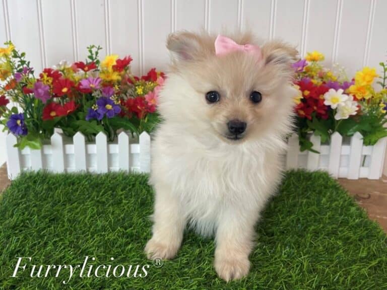 Sage - Pomeranian