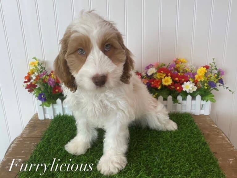 Rudy - Goldendoodle Mini F1b