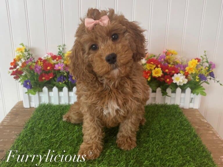 Stella - Goldendoodle Mini F1b