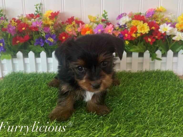 Jack - Yorkshire Terrier
