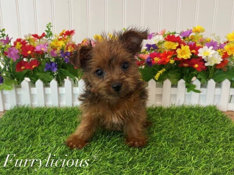 Diego - Shorkie