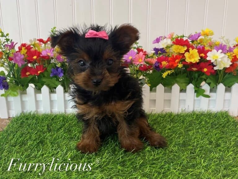 Iris - Shorkie