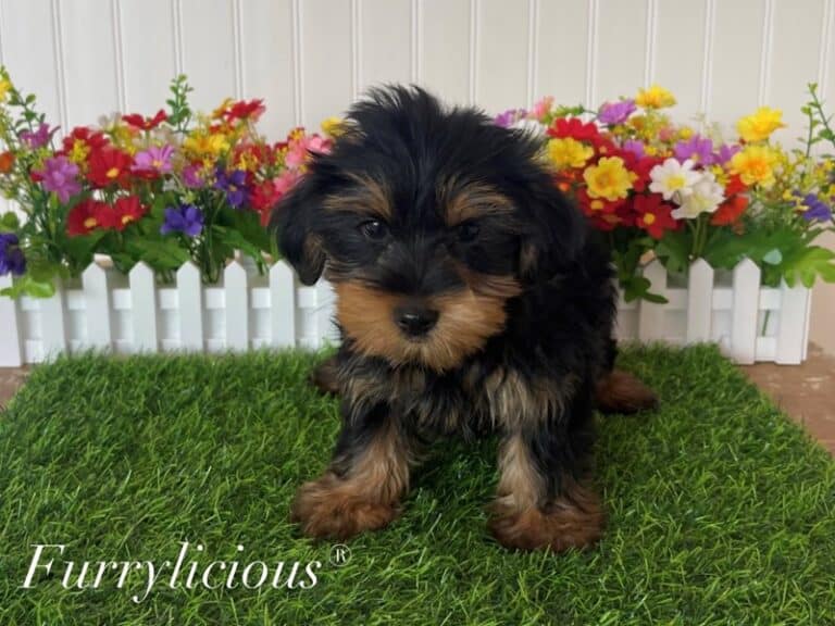 Tex - Yorkshire Terrier