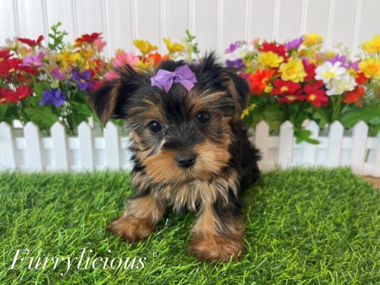 Dream - Yorkshire Terrier