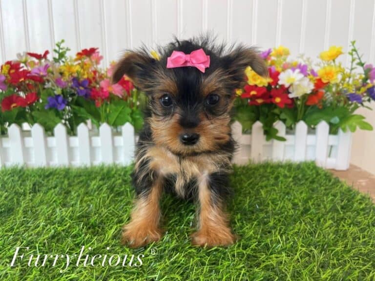Meadow - Yorkshire Terrier