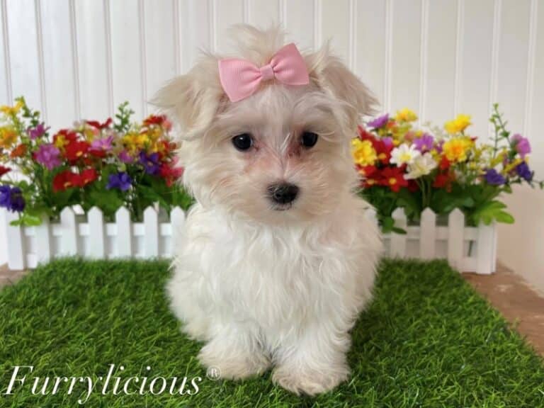 Maggie - Maltese