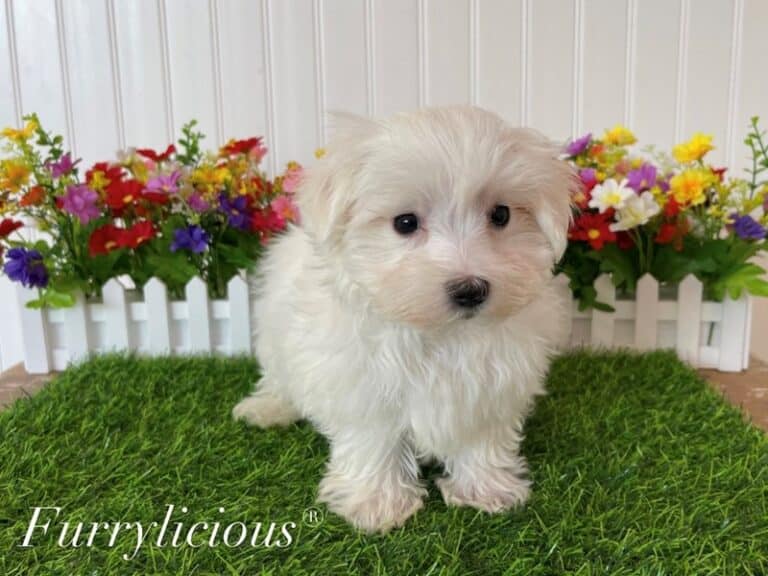 Brayden - Maltese