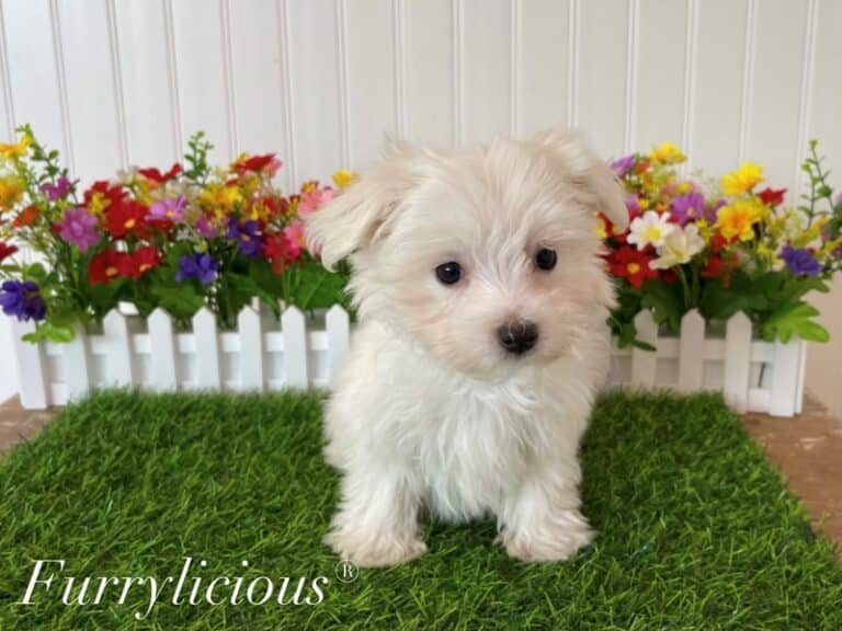 Huxley - Maltese