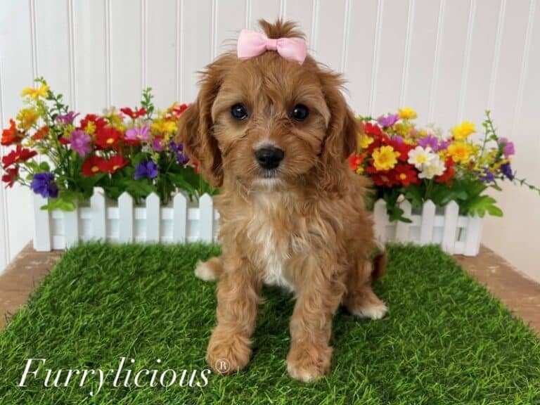 Skylar - Cavapoo
