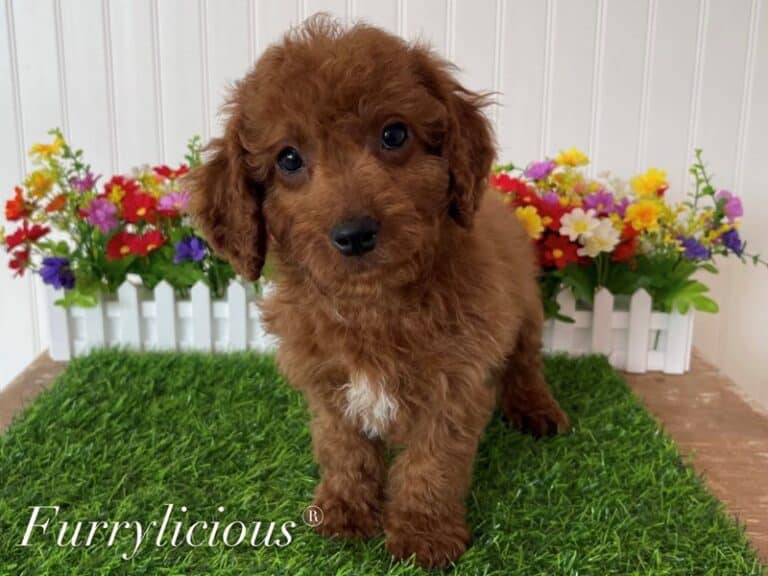 Owen - Cavapoo