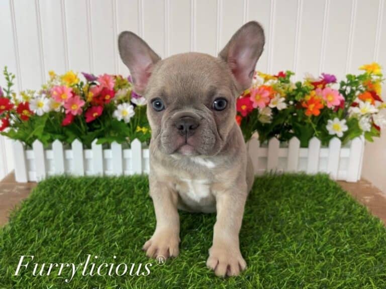 Lila - French Bulldog