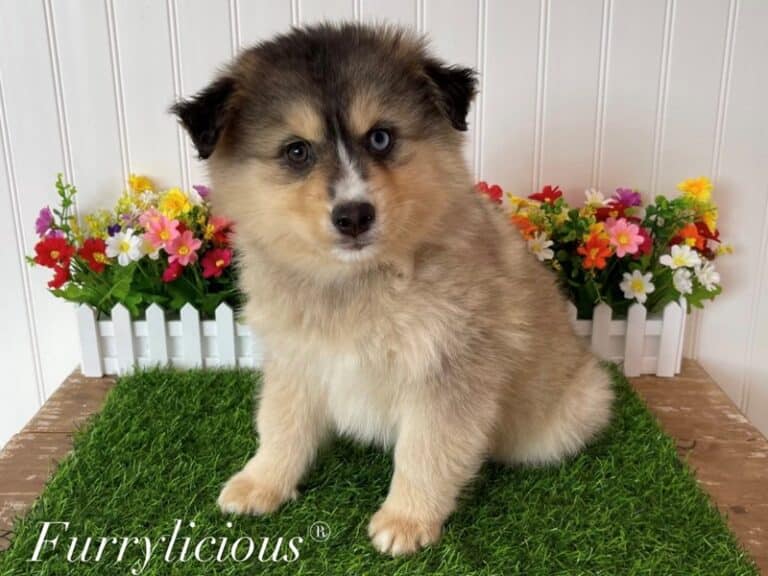 Poof - Pomsky