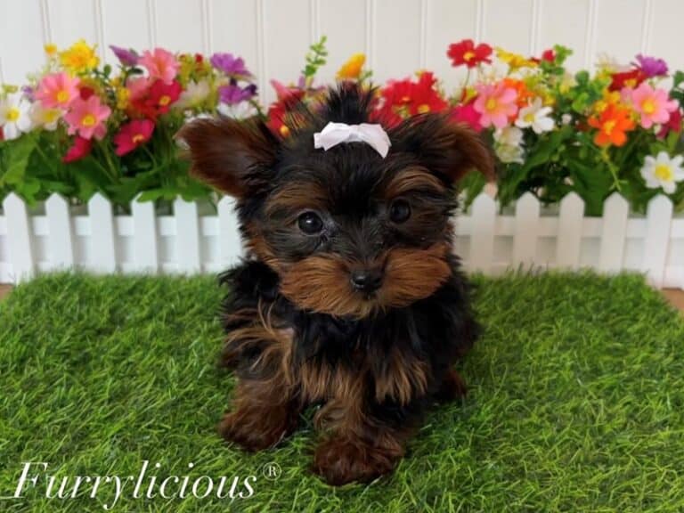 Sophie - Shorkie