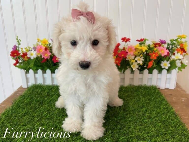 Carly - Bichon Frise