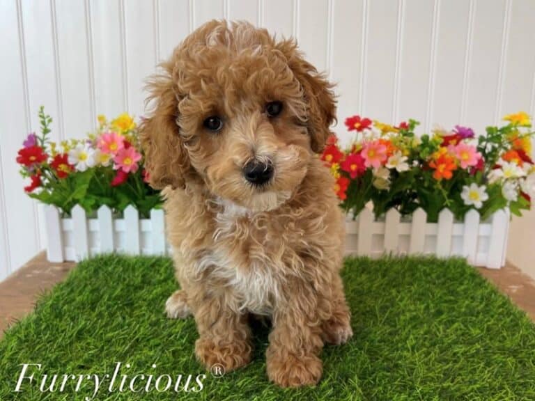 Tyson - Poodle